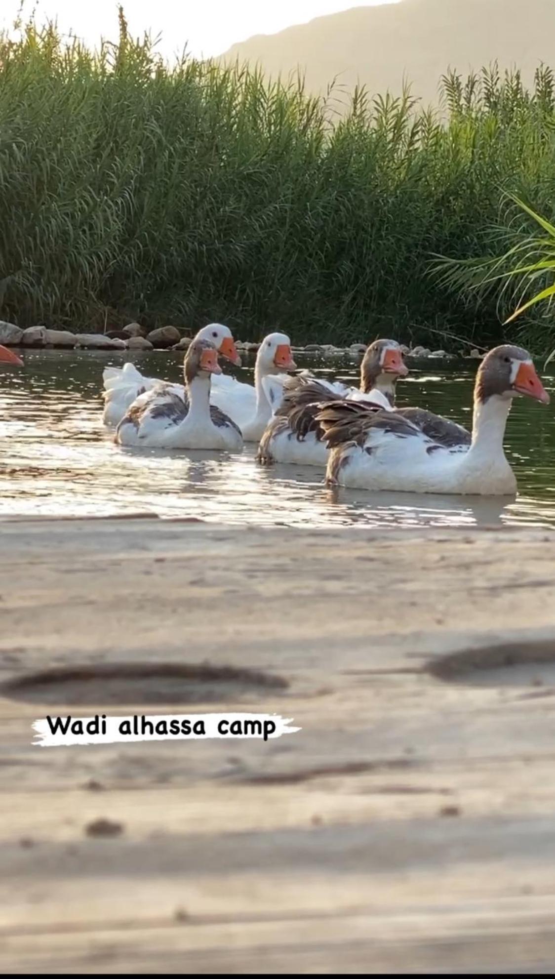 Wadi Al-Hassa Camp Hotel Khawkhah Exterior photo